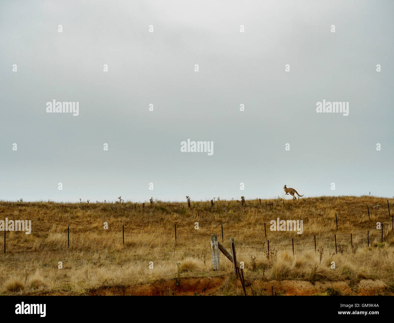 L'Australie, paysage rural avec sauts de kangourou dans l'herbe Banque D'Images