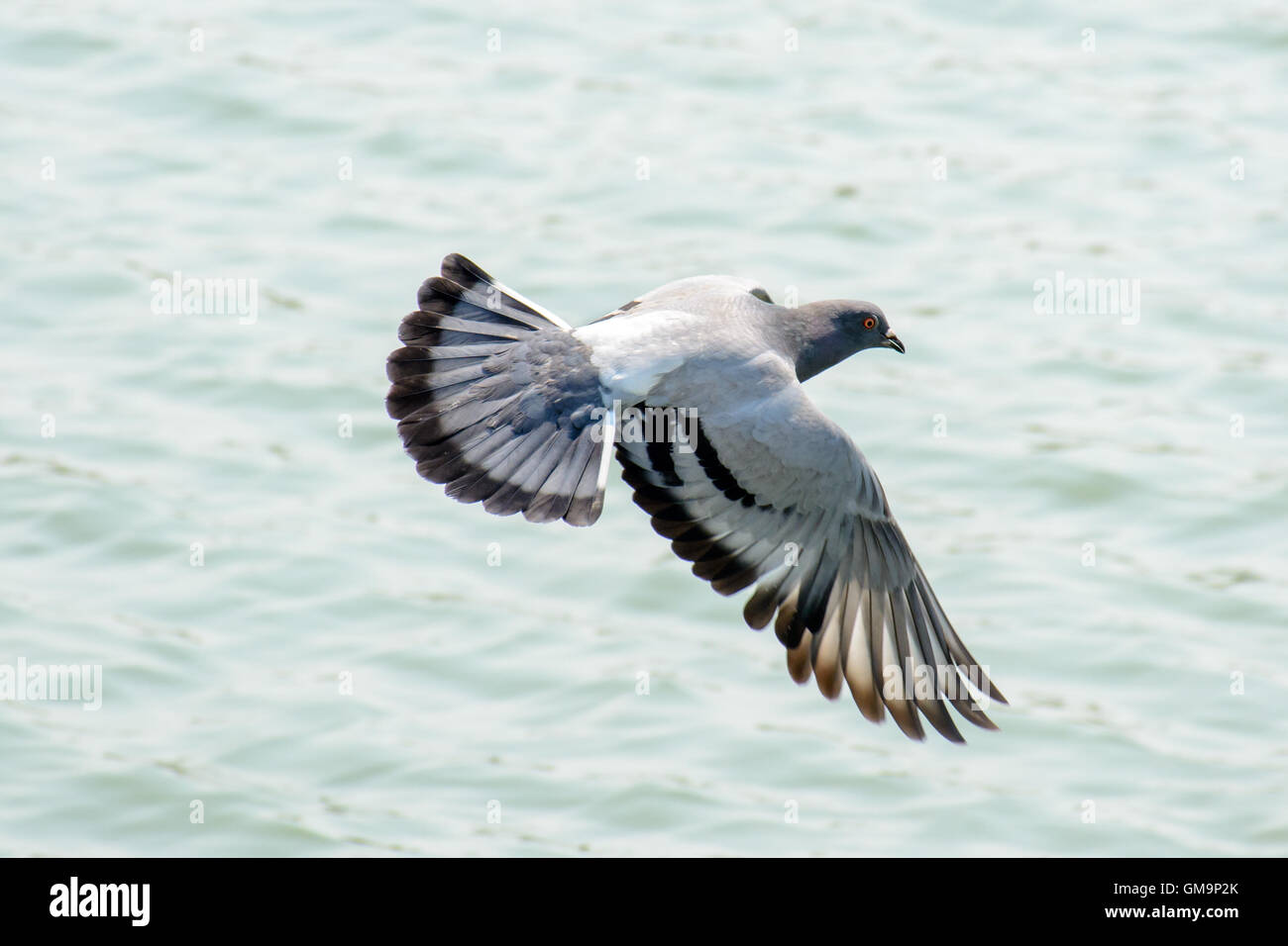 Close Up colombe volant au-dessus du Lac Vert. Super haute vitesse pour capturer le battant. Colombe de la paix d'oiseaux est. Banque D'Images