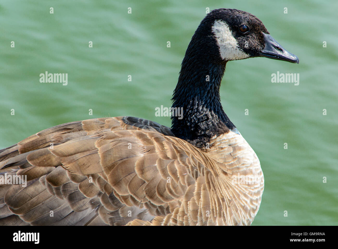 Close Up Wild Goose jouant dans le lac Banque D'Images