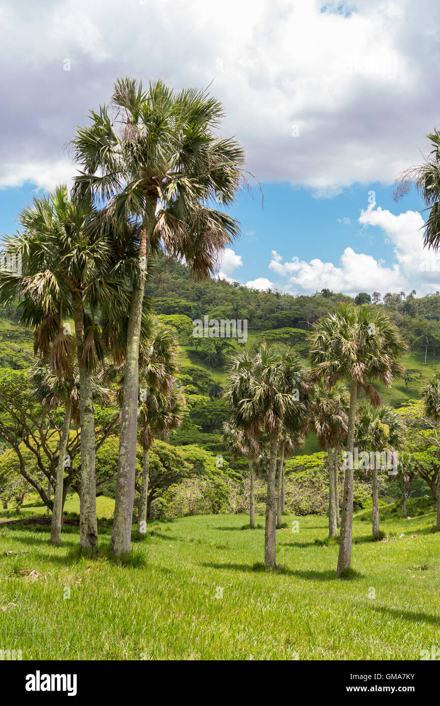 République Dominicaine - Paysage de montagne avec des palmiers Banque D'Images