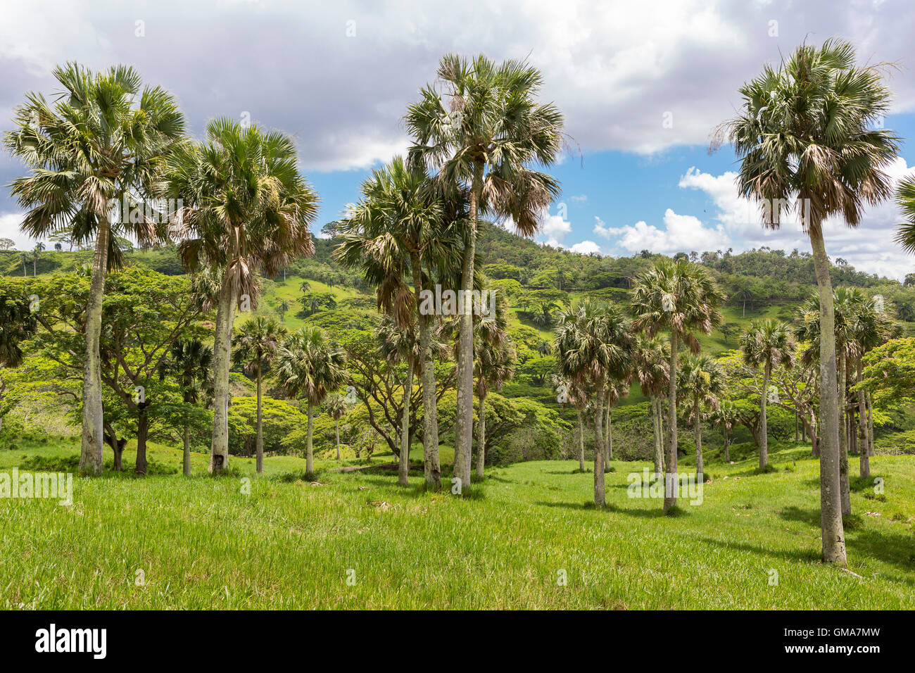 République Dominicaine - Paysage de montagne avec des palmiers Banque D'Images