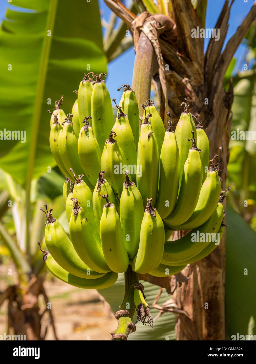 CABARETE, RÉPUBLIQUE DOMINICAINE - Régime de bananes qui poussent sur bananier. Banque D'Images