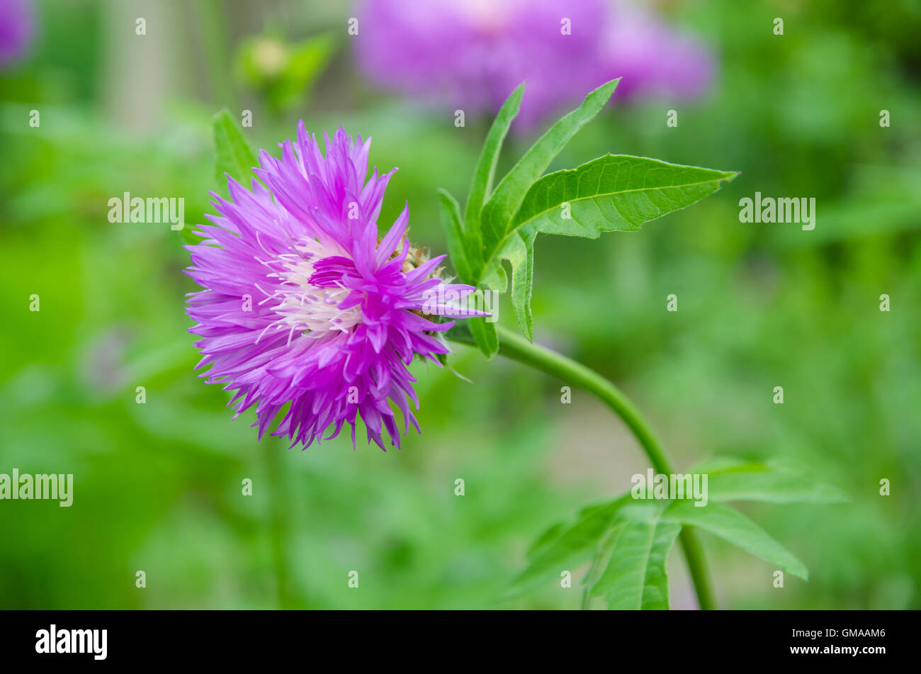 Belle fleur violette Banque de photographies et d'images à haute résolution  - Alamy