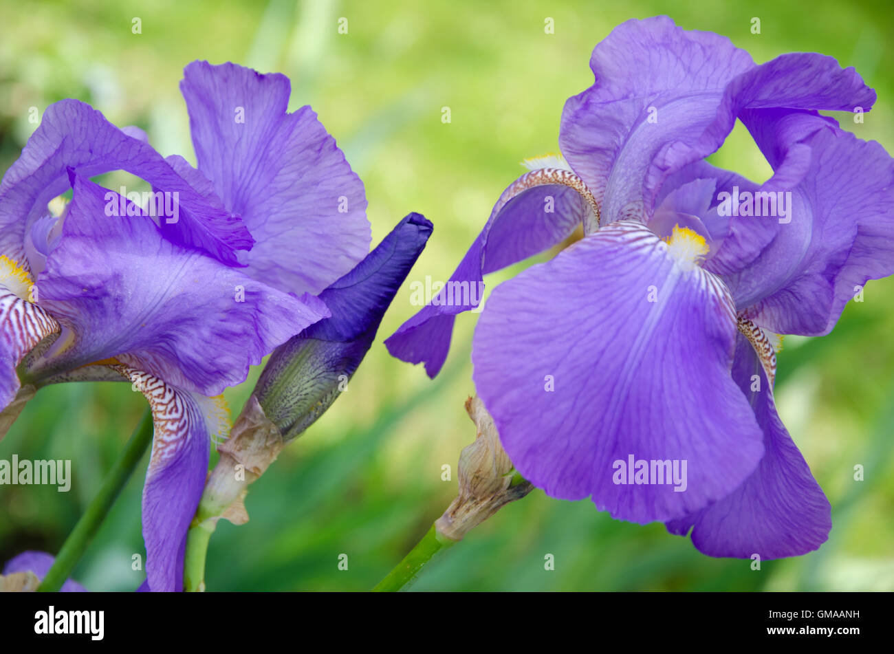 Blue iris fleurs close up Banque D'Images
