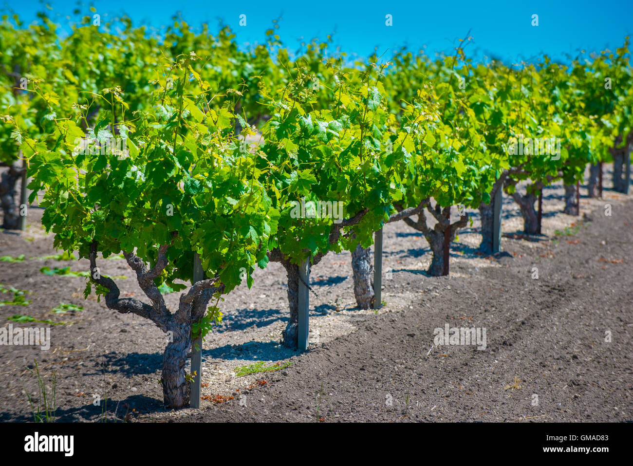 Vignes du vignoble de la Californie contre le ciel bleu Banque D'Images