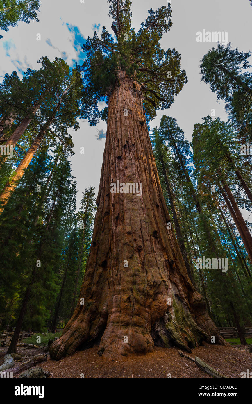 Forêt de Giant Sequoia National Park dans le comté de Tulare Banque D'Images