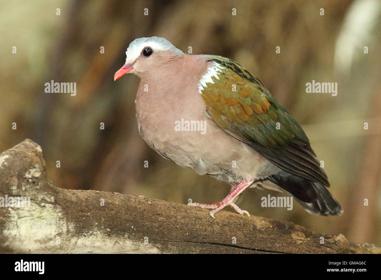 Une colombe Émeraude sur une jambe. Banque D'Images