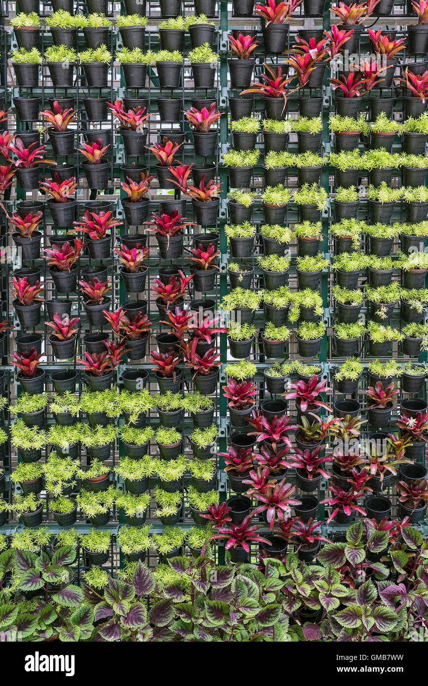 Divers de plante en pot pendaison comme une décoration murale Banque D'Images