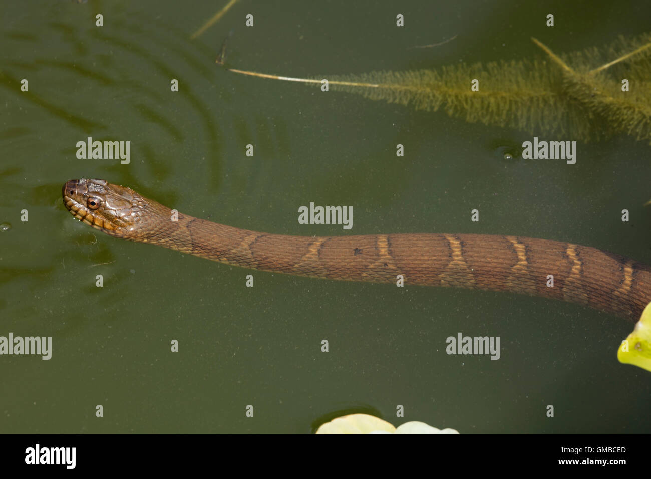Couleuvre d'eau (Nerodia sipedon, Washington, District de Columbia Banque D'Images