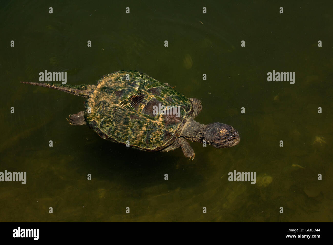 Tortue serpentine, Chelydra serpentina, manger la marigane blanche Banque D'Images