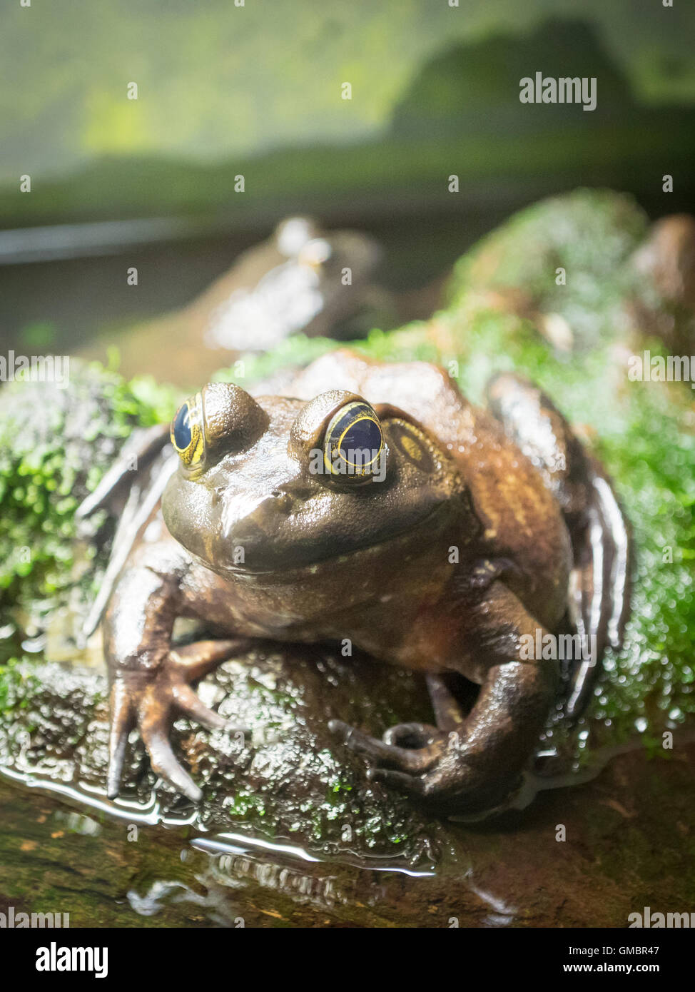 Un Américain (Lithobates catesbeianus ouaouaron, Rana catesbeiana) ou en captivité à l'Aquarium de Vancouver, à Vancouver, Canada. Banque D'Images