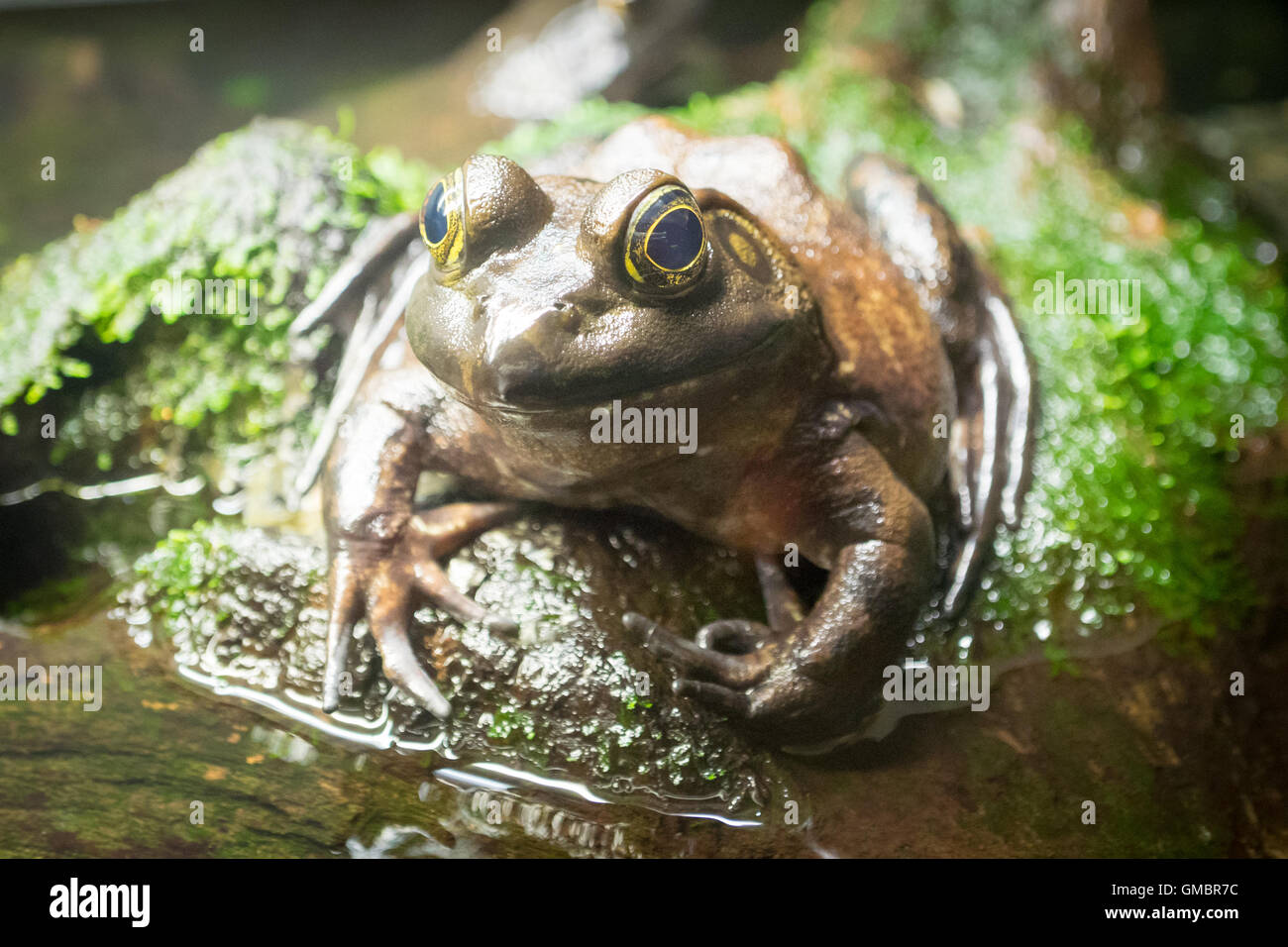 Un Américain (Lithobates catesbeianus ouaouaron, Rana catesbeiana) ou en captivité à l'Aquarium de Vancouver, à Vancouver, Canada. Banque D'Images