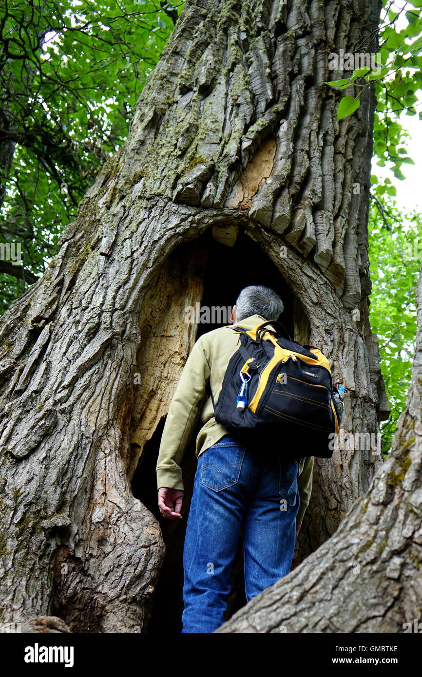 Randonneur regardant l'arbre creux à l'Eagle River Nature Center, Alaska Banque D'Images
