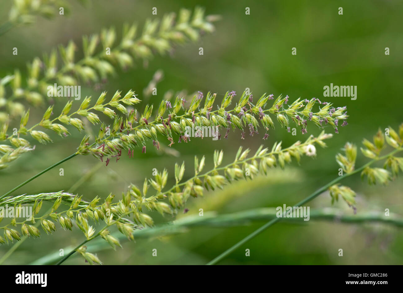 Du chien à crête-tail grass, Cynosurus cristatus, la floraison avec d'autres graminées, juin Banque D'Images