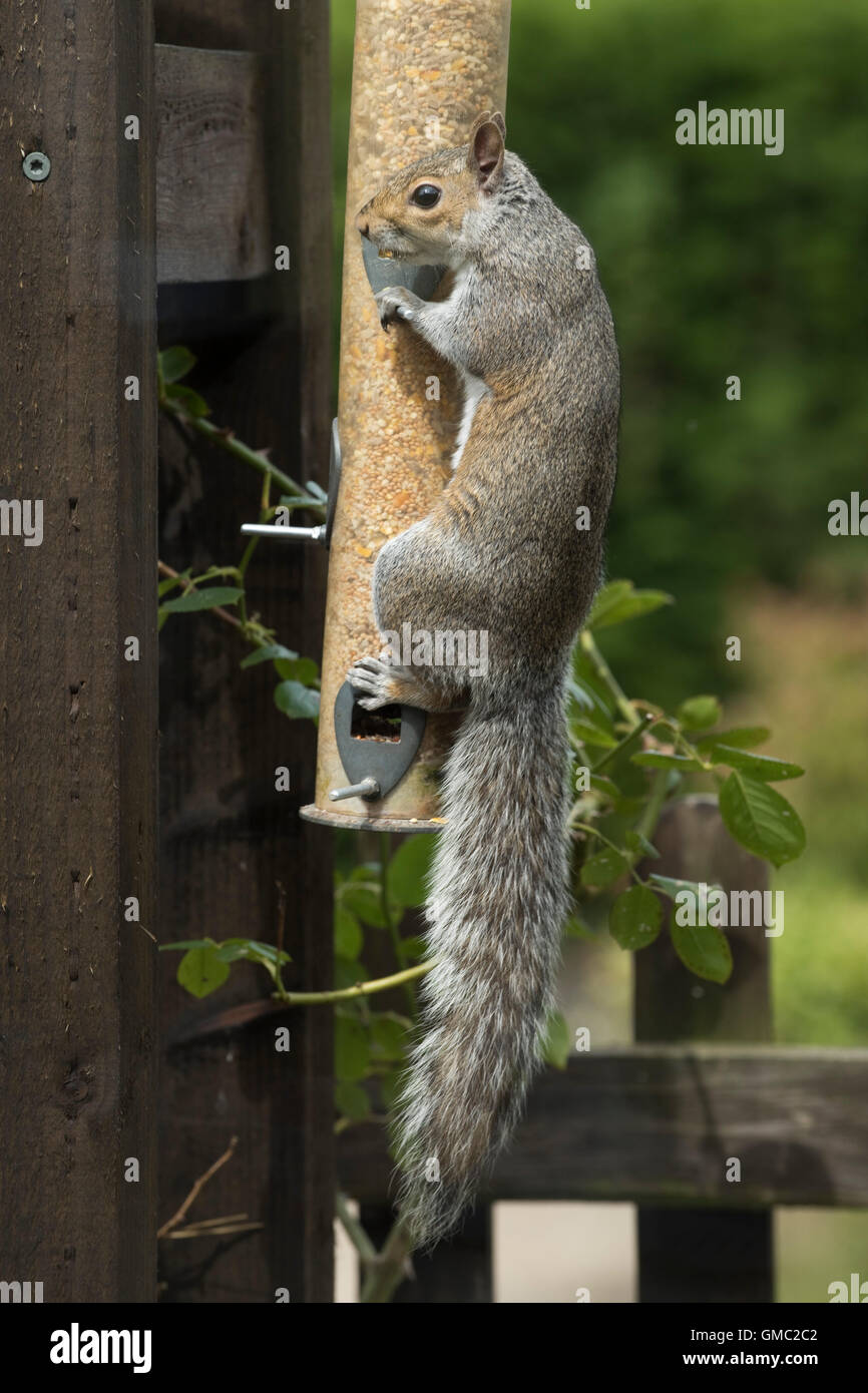 Un adulte sur squiirel gris et l'alimentation à partir d'un convoyeur d'alimentation des oiseaux, Berkshire, Juillet Banque D'Images