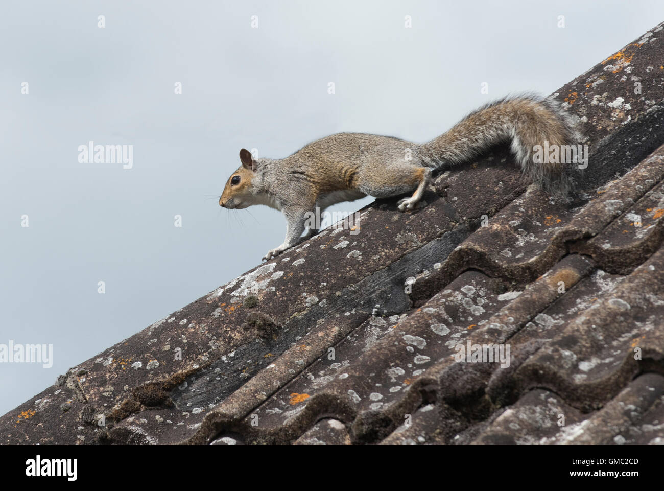 Un adulte, squiirel gris Sciurus carolinensis, sur des tuiles sur un toit de maison, Berkshire, Juillet Banque D'Images