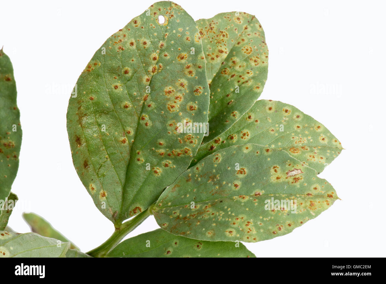Faba bean ou large, rouille Uromyces viciaefabae, pustules sur une