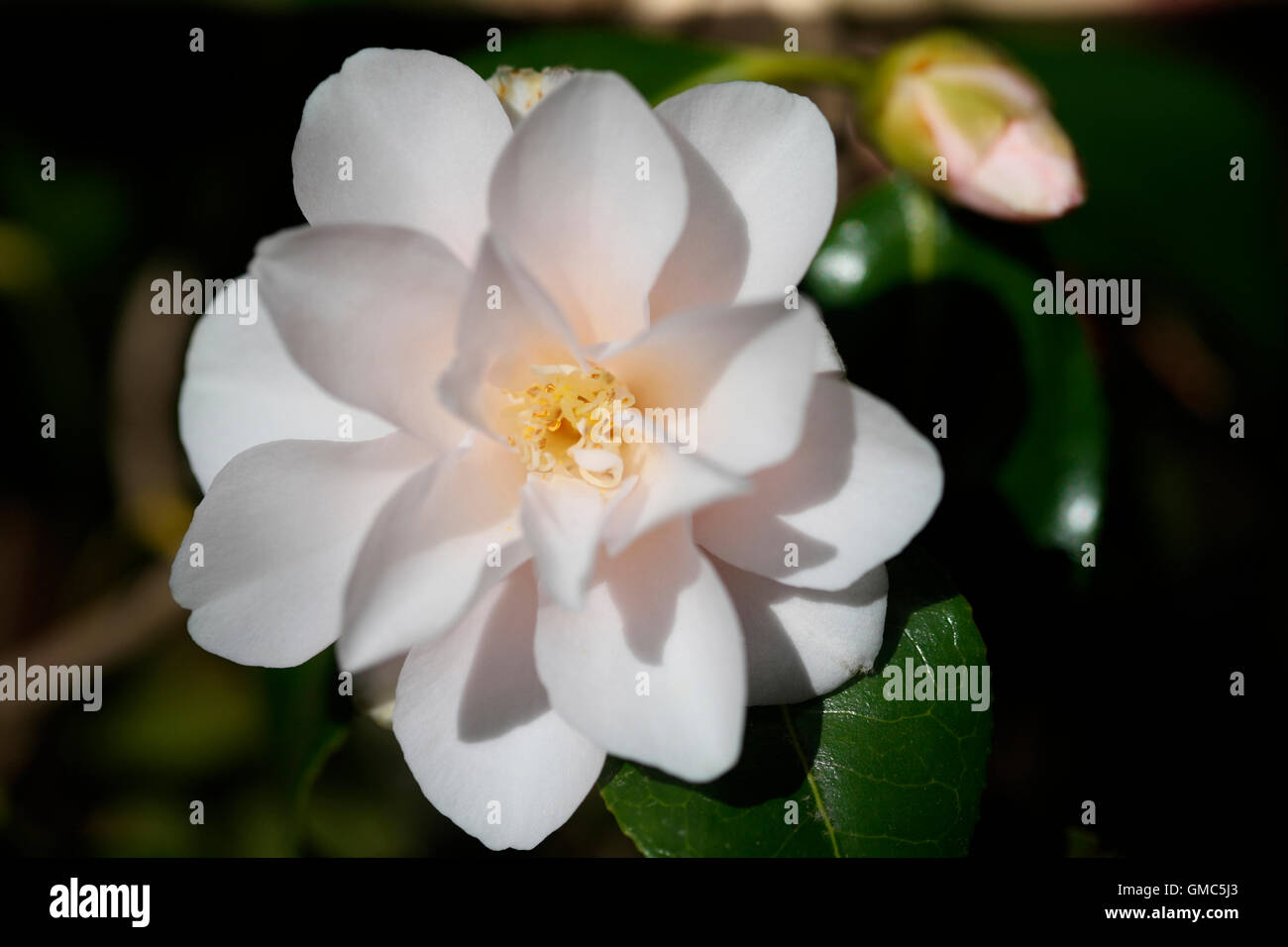 Camélia blanc de printemps en fleurs Jane Ann Butler Photography JABP1605 Banque D'Images Camélia blanc de printemps en fleurs Jane Ann Butler Photography JABP1605 Banque D'Images