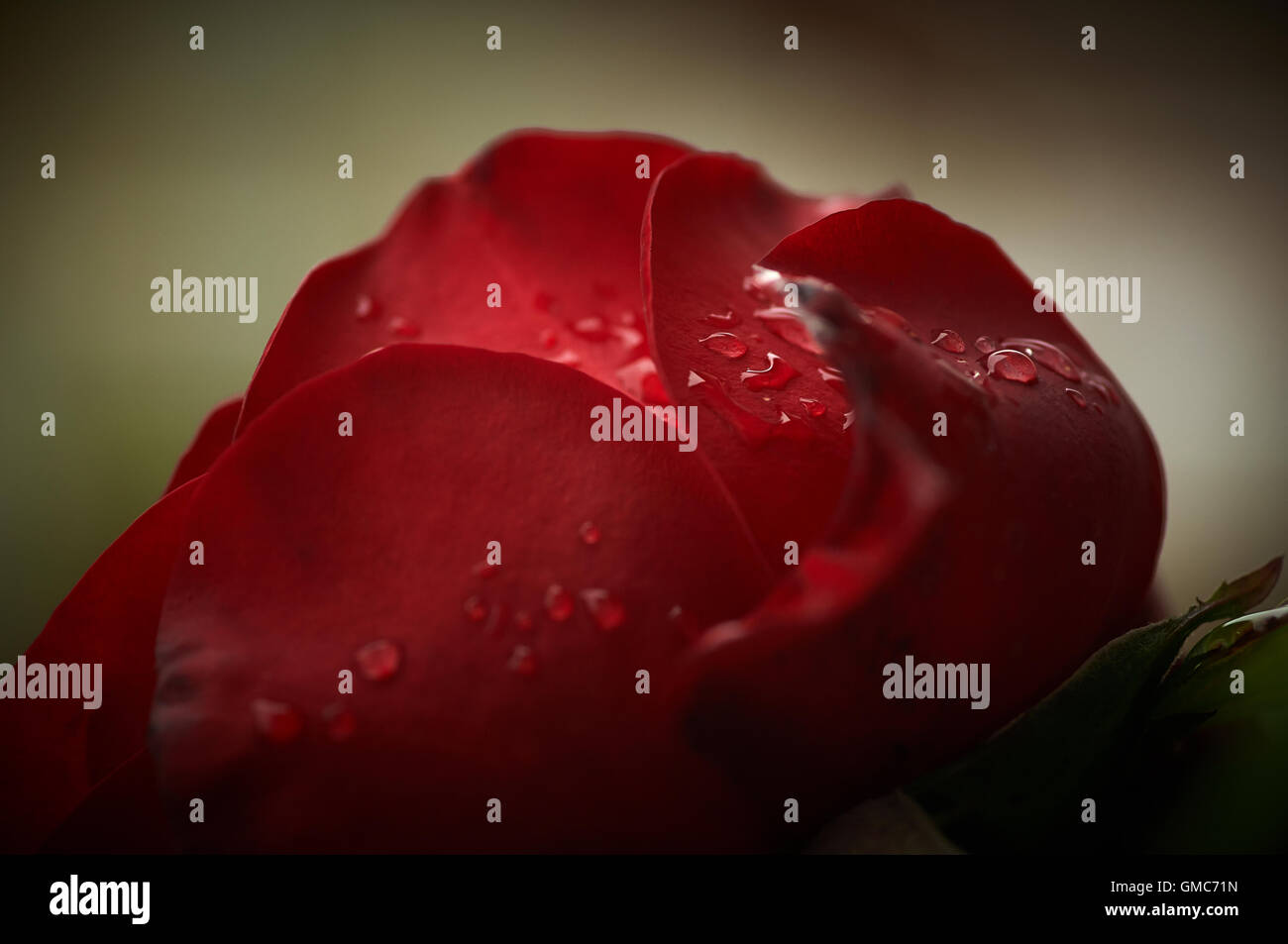 Jardin et fleurs sauvages Banque D'Images