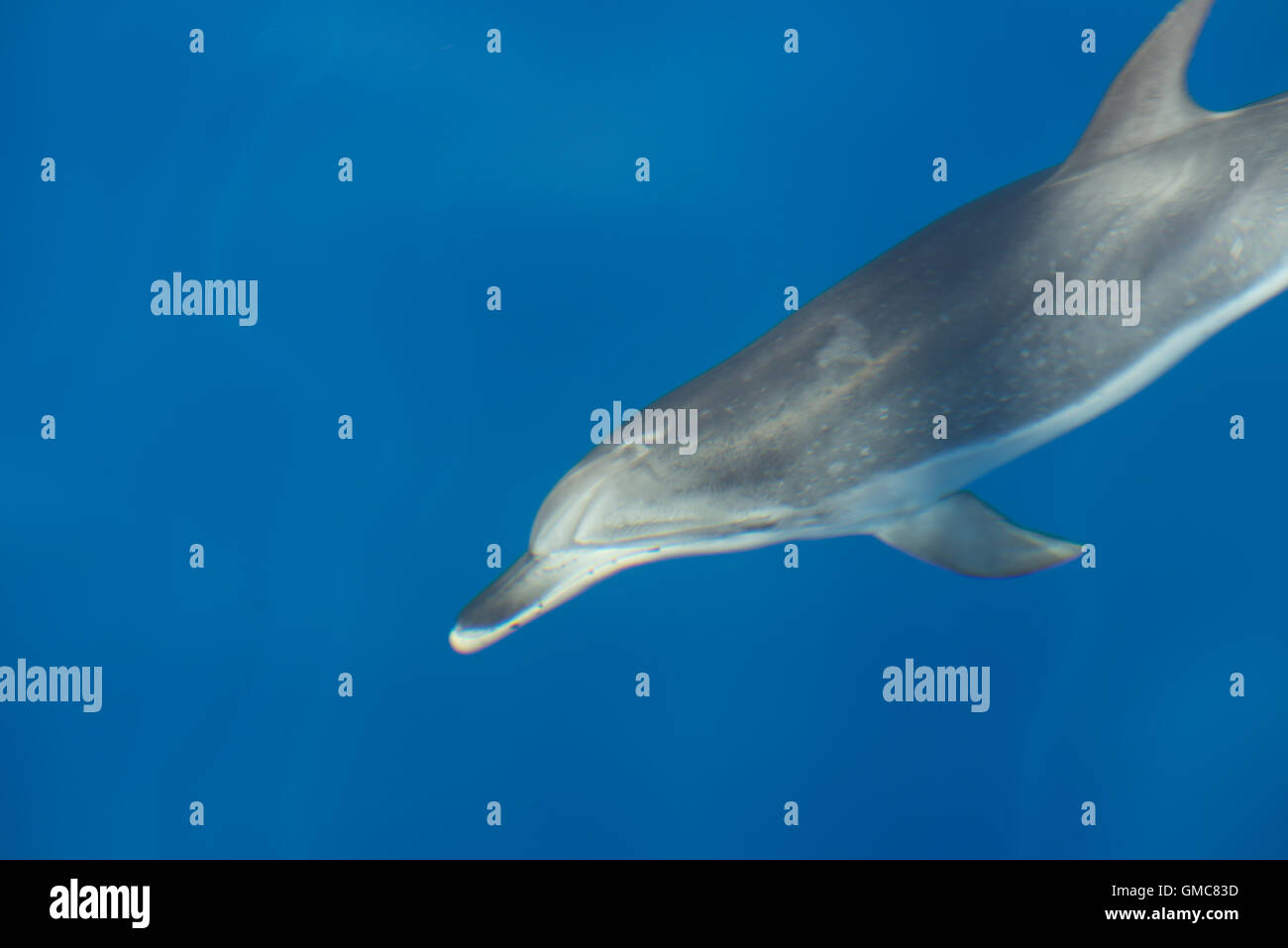 Dauphin tacheté de l'Atlantique (Stenella frontalis), Madère Banque D'Images