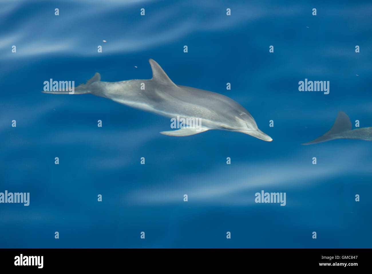 Dauphin tacheté de l'Atlantique (Stenella frontalis), Madère Banque D'Images