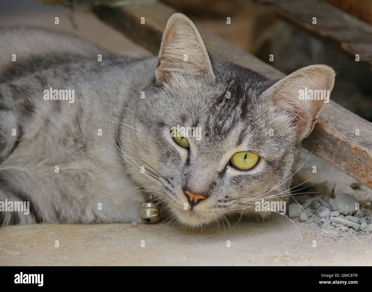 Un ami animal chat Mammifères Banque D'Images