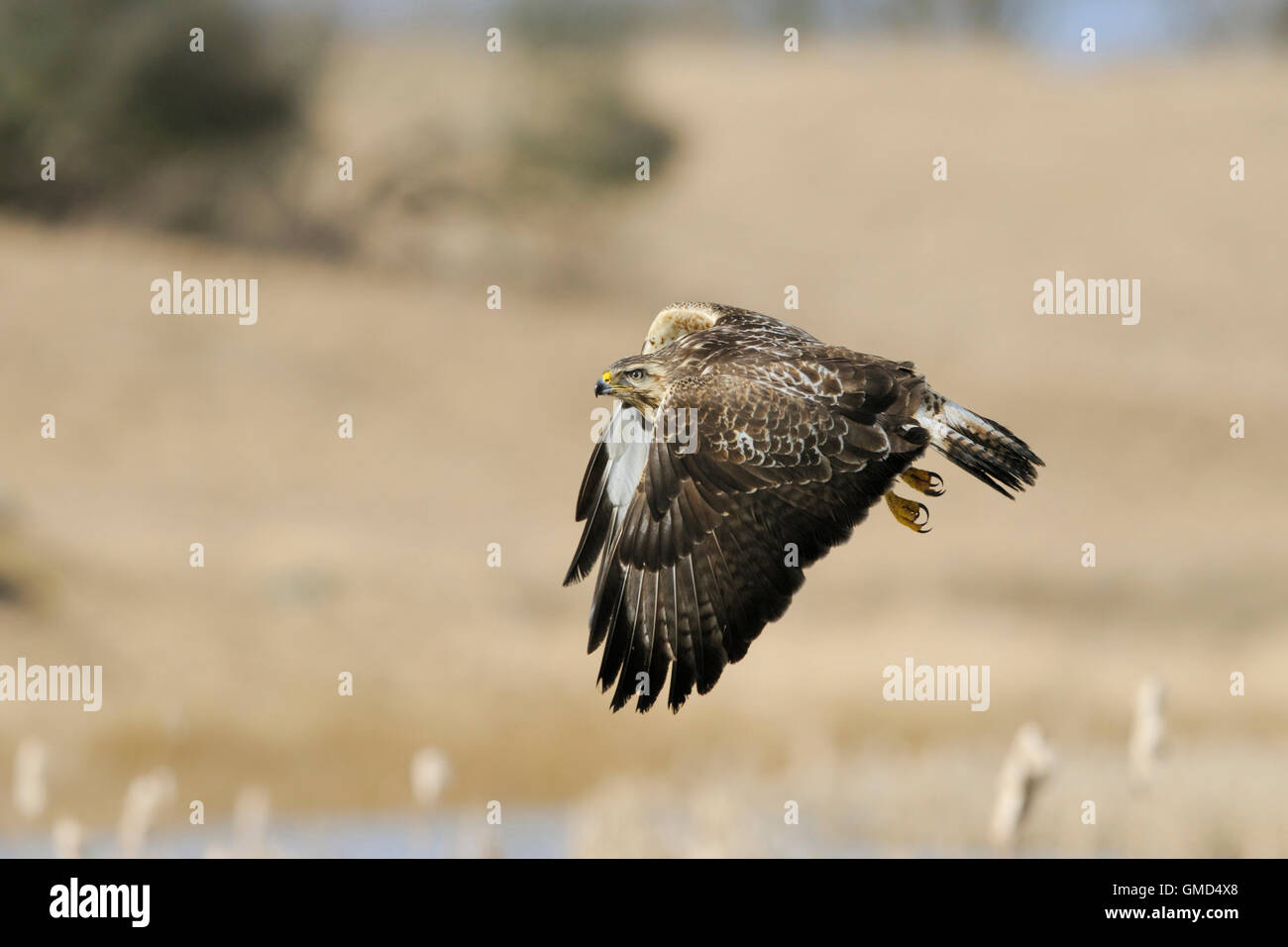 Buse variable / / Maeusebussard Buzzard (Buteo buteo ) en vol au dessus de zones humides, corps plein, longueur vue latérale, dans son habitat. Banque D'Images