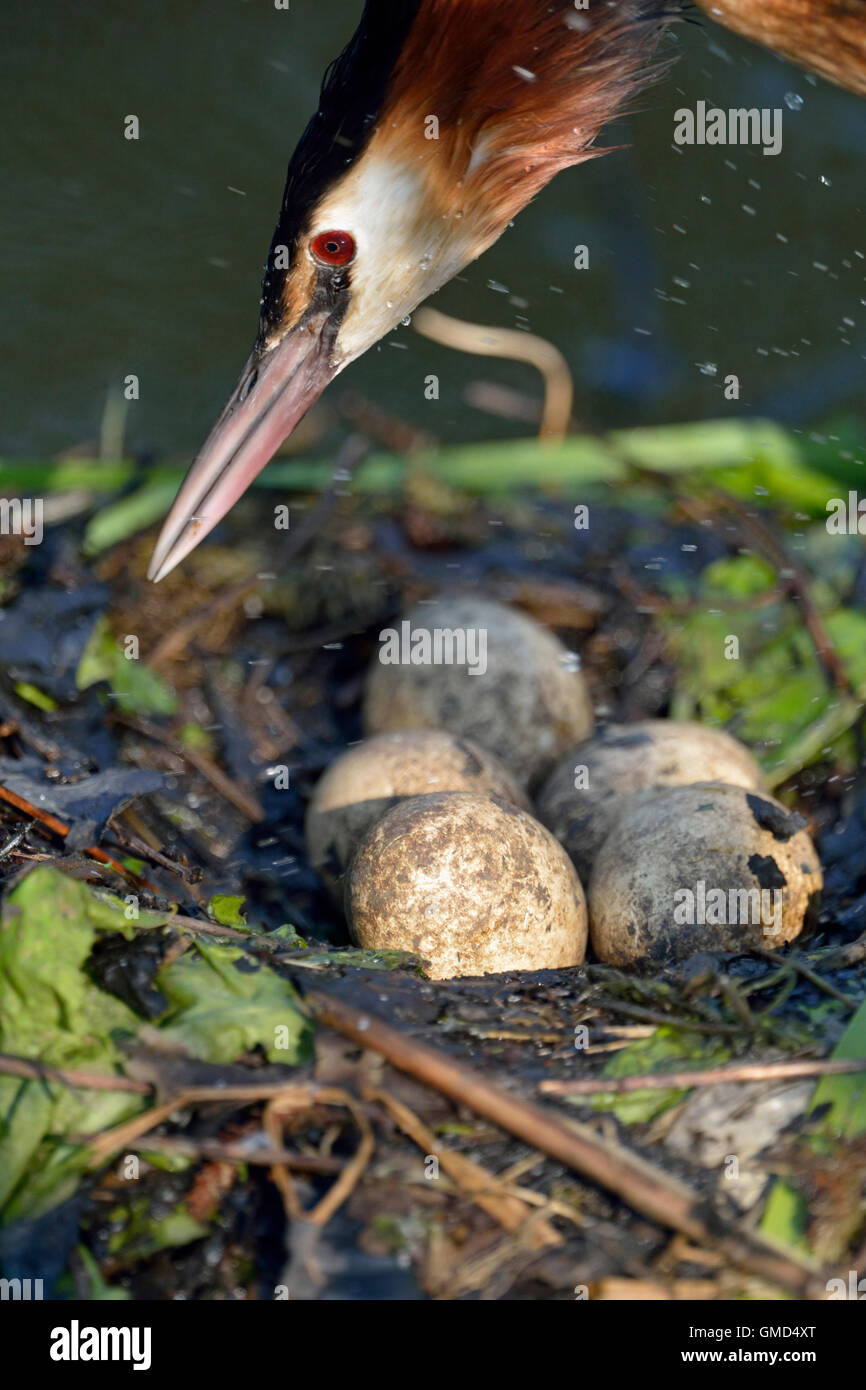 Grèbe huppé Podiceps cristatus haubentaucher ( / ), headshot, sautant sur son nid, gros plan d'une couvée. Banque D'Images