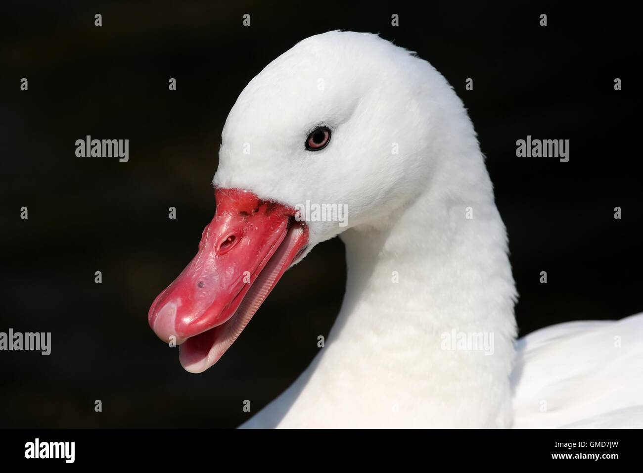 Coscorobo Portrait Swan Banque D'Images