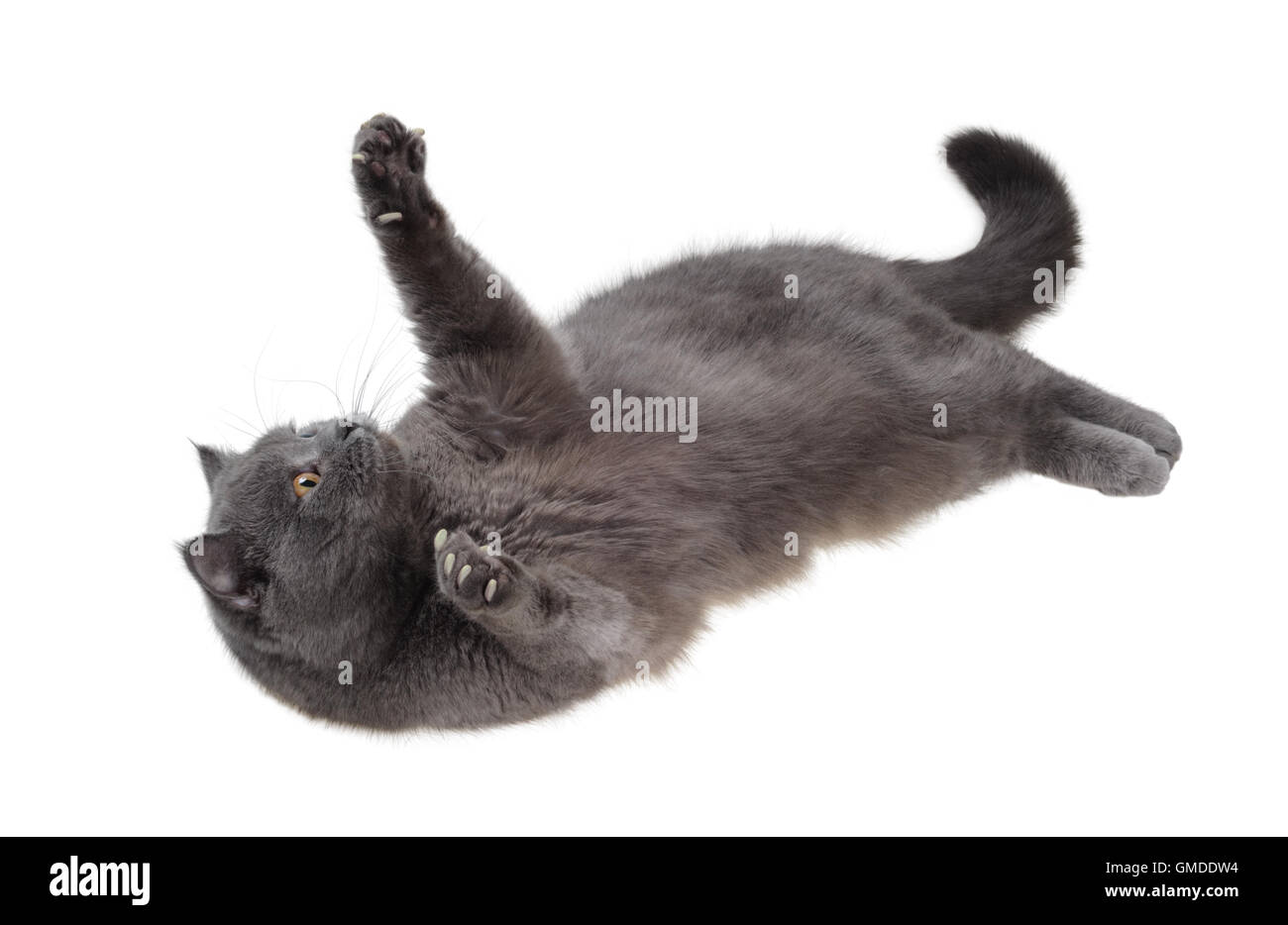 La cat est couchée sur le dos Banque D'Images