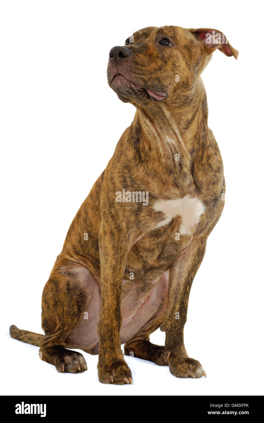 Staffordshire terrier dog Banque D'Images