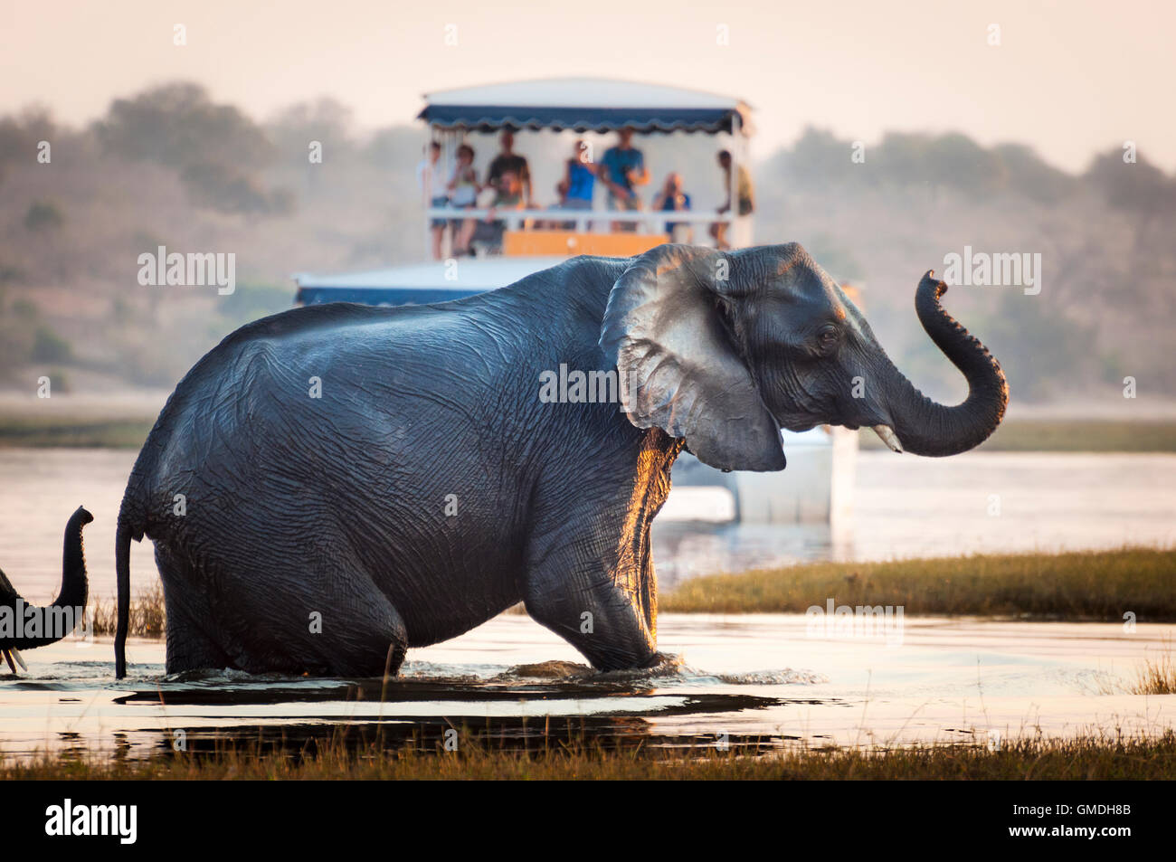 L'observation touristique un éléphant traversant une rivière dans le Parc National de Chobe au Botswana, Afrique ; Banque D'Images L'observation touristique un éléphant traversant une rivière dans le Parc National de Chobe au Botswana, Afrique ; Banque D'Images
