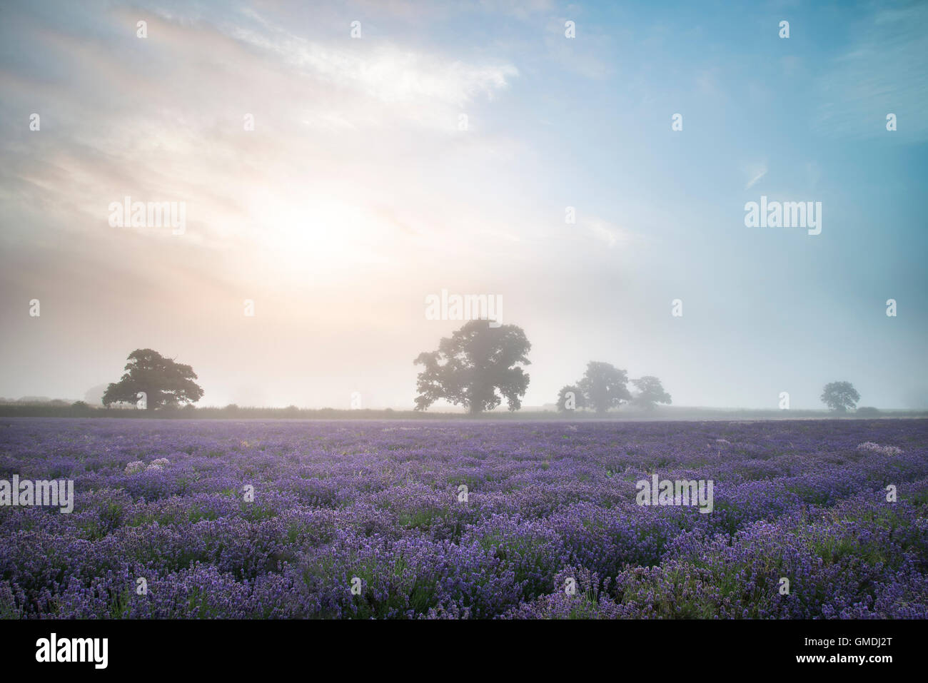 Superbe lever de soleil brumeux spectaculaire paysage sur champ de lavande dans la campagne anglaise Banque D'Images