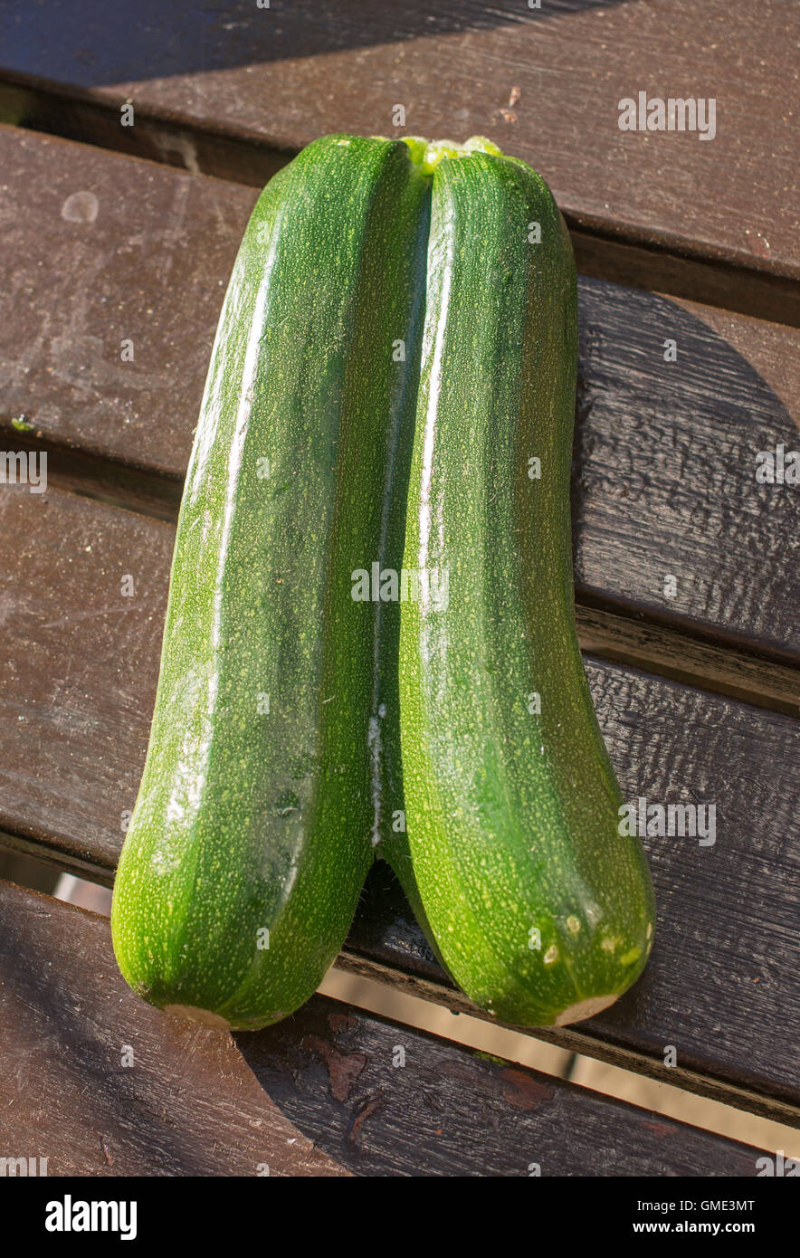 Une paire de frères siamois, courgettes courgette variété Banque D'Images