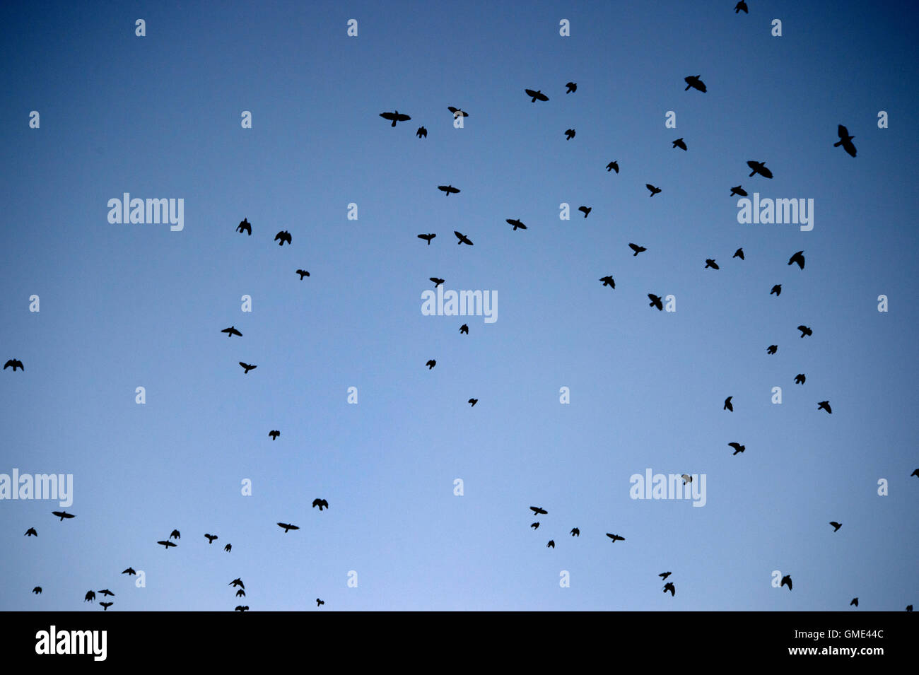 Dale , Pays de Galles, août 2016. Rooks aller leurs nids au coucher du soleil. Banque D'Images