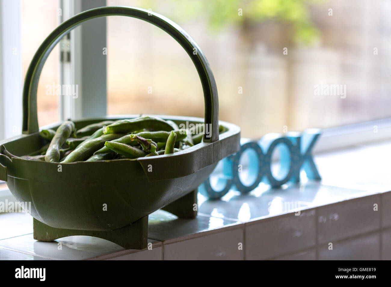 Les haricots verts cultivés England UK Banque D'Images