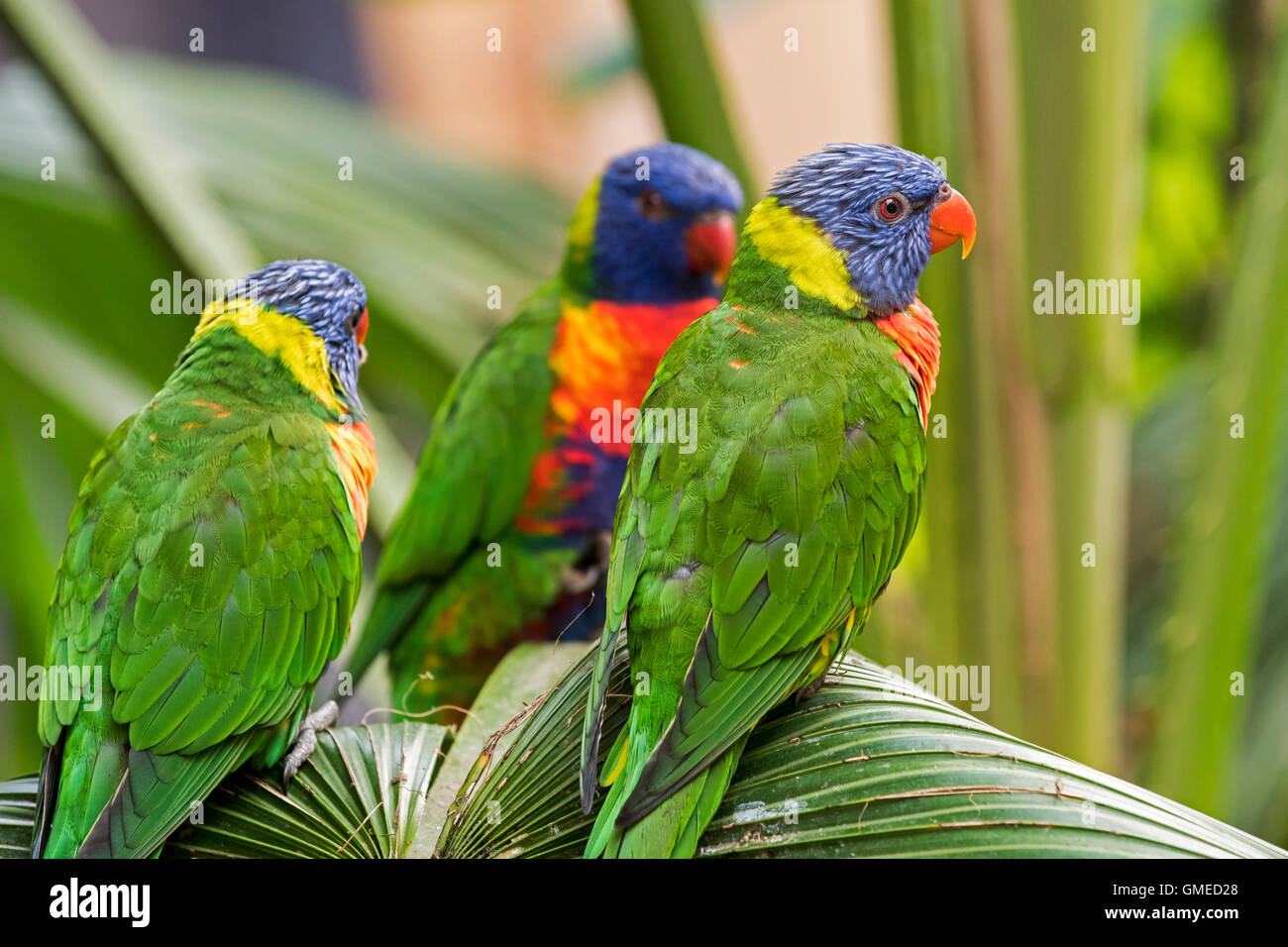 Rainbow Lorikeet têtes pourpres / les grives (Trichoglossus moluccanus), perroquets colorés originaire de l'Australie perché dans palm tree Banque D'Images