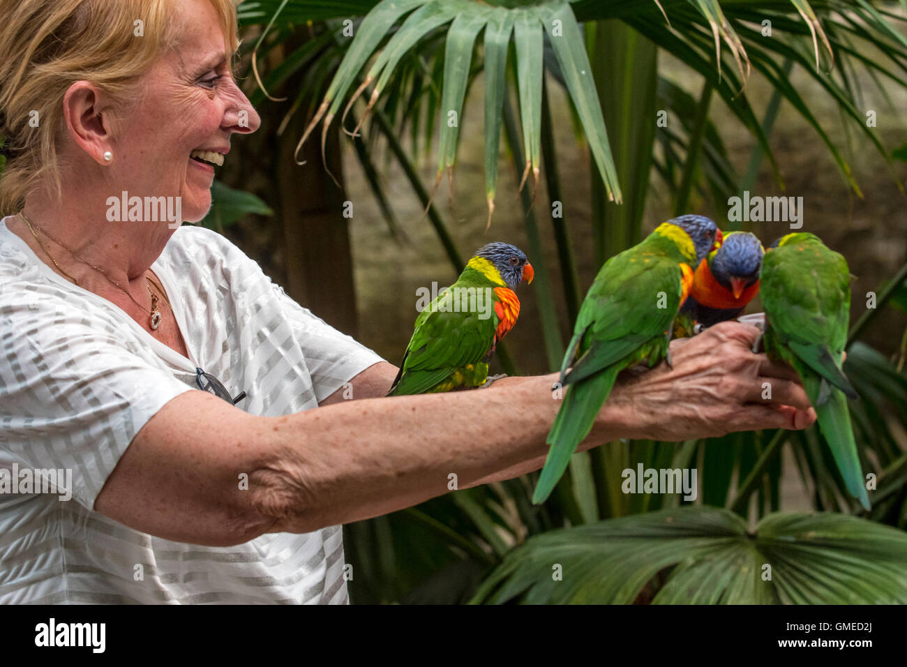 Woman feeding tame rainbow Lorikeet têtes pourpres / les Grives - perroquets colorés originaire de l'Australie - à la main au zoo Banque D'Images