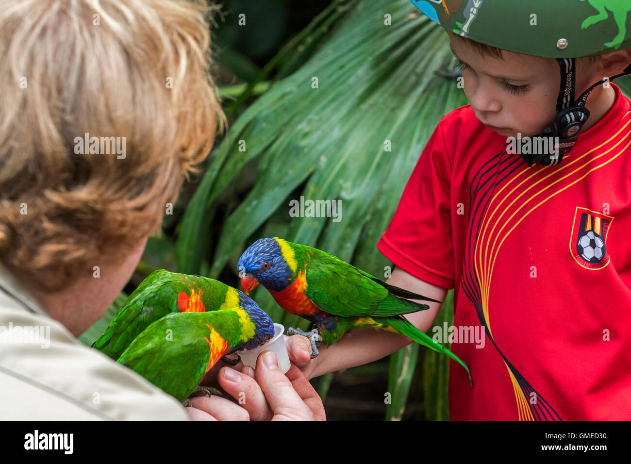 L'alimentation de l'enfant apprivoiser rainbow Lorikeet têtes pourpres / les Grives - perroquets colorés originaire de l'Australie - à la main au zoo Banque D'Images