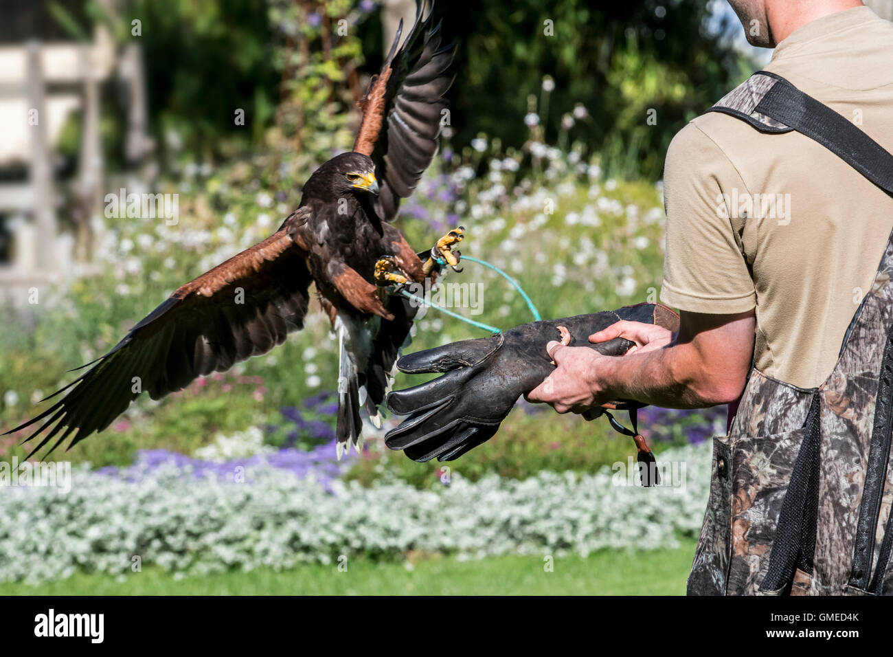 Harris Parabuteo unicinctus (Hawk) atterrissage sur la main gantée de M. Falconer à l'oiseau de proie afficher Banque D'Images
