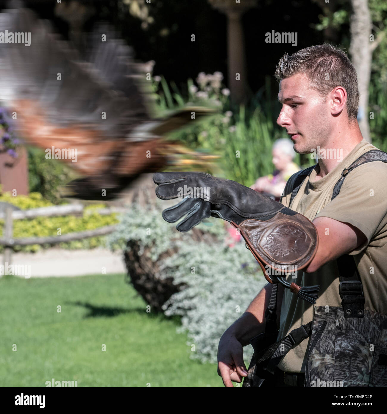 Harris Parabuteo unicinctus (Hawk), décollant de Falconer's main gantée au spectacle d'oiseau de proie Banque D'Images