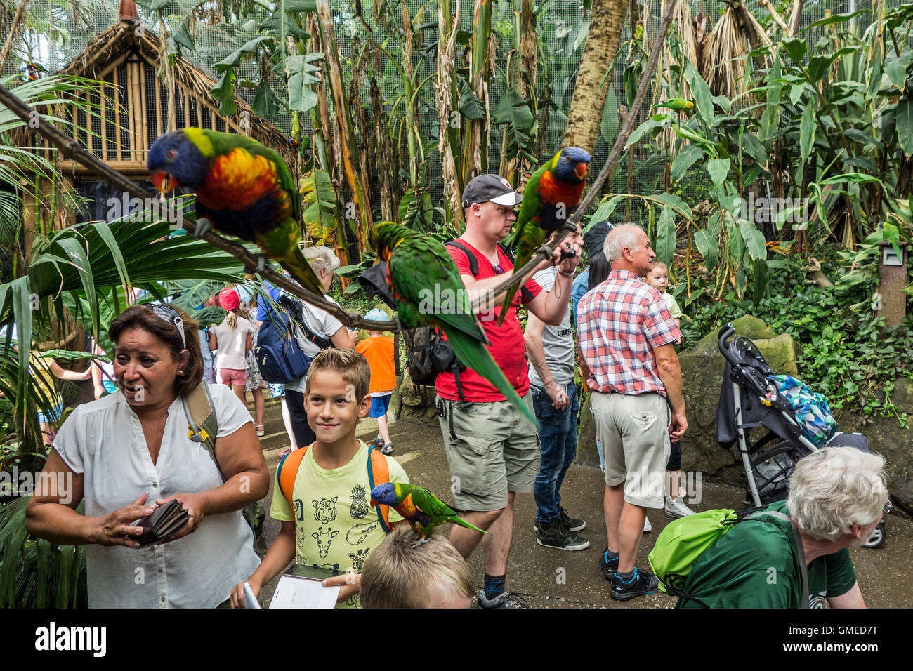 Alimentation visiteurs tame rainbow Lorikeet têtes pourpres / les grives (Trichoglossus moluccanus) à la main dans le zoo de Planckendael, Belgique Banque D'Images
