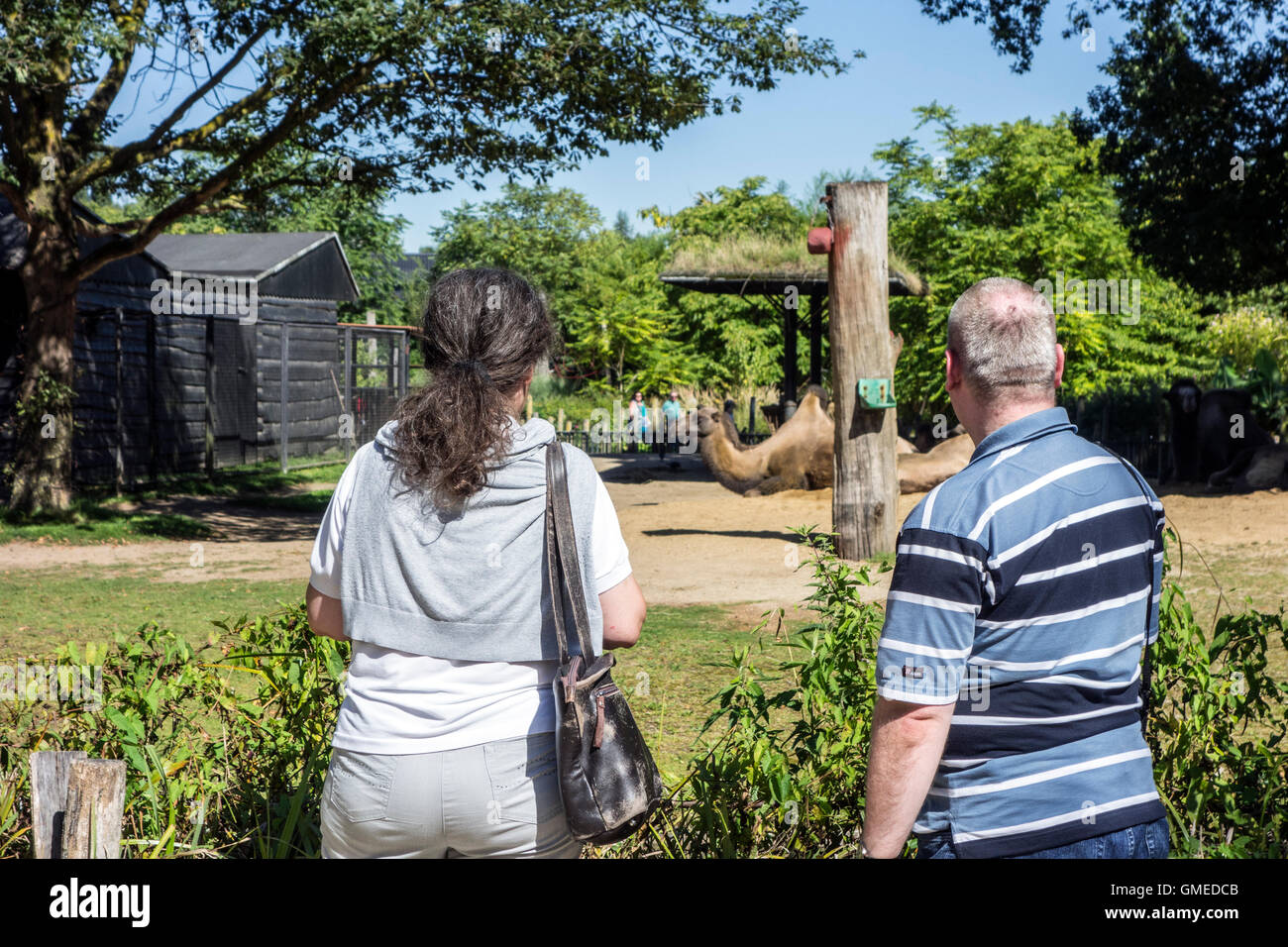 Les visiteurs à la recherche de chameaux dans le boîtier de chameau au zoo de Planckendael, Belgique Banque D'Images