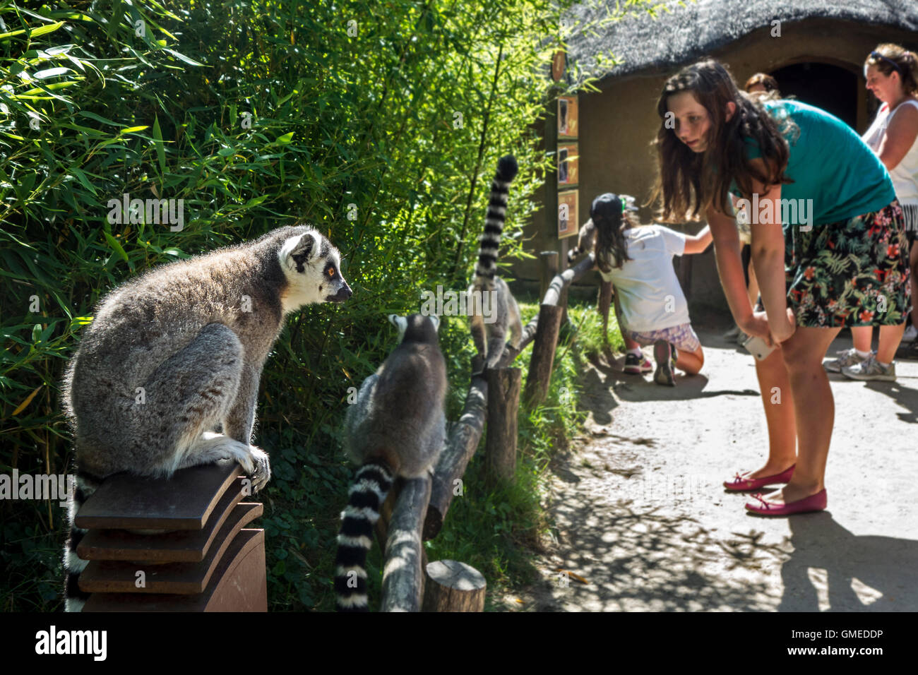 Les visiteurs qui cherchent à ring-tailed lémuriens (Lemur catta) en procédure pas à l'enceinte du zoo de Planckendael, Belgique Banque D'Images