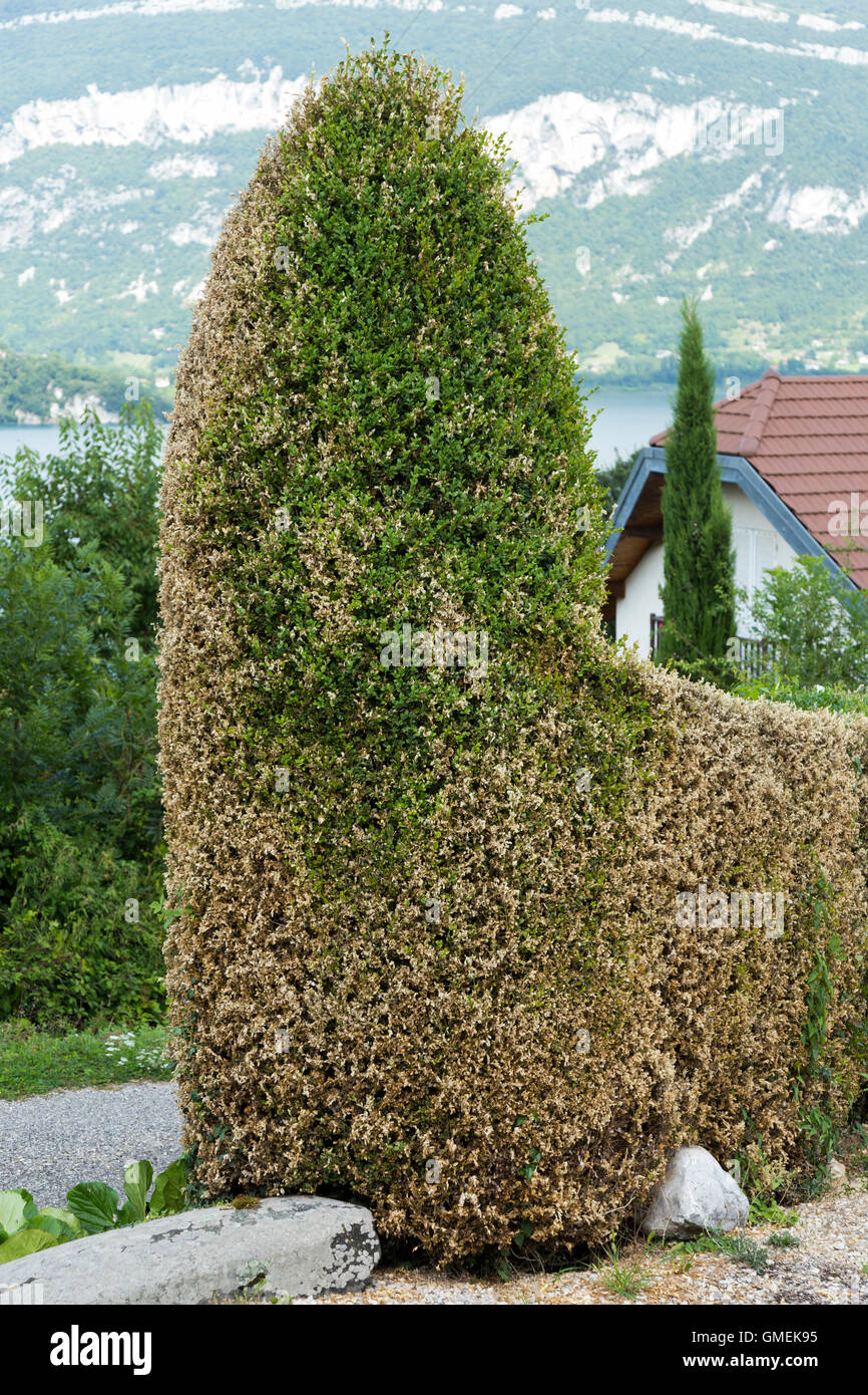 Fort de mourir des arbres (Buxus) tree / topiary endommagé et probablement tué par l'espèce d'arbre fort Cydalima perspectalis, Caterpillar. Banque D'Images