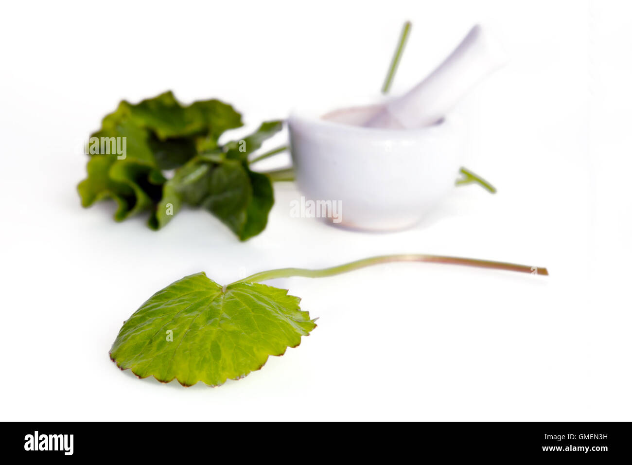 Centella asiatica (aussi appelé Asiatic ombelle, Centella asiatica (Linn.), Urbain, gotu kola, dans Thankuni ayuvera, Indien, B Banque D'Images