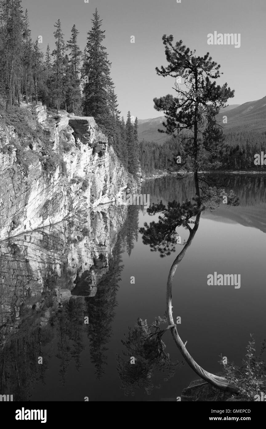 Paysage canadien avec lac et arbre. L'Alberta. Le Canada. La verticale Banque D'Images
