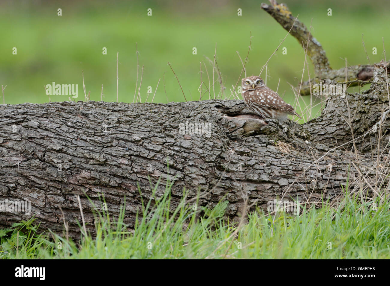 Attentif Little Owl / Minervas Owl / Steinkauz ( Athene noctua ) est assis sur un vieil arbre tombé, prêt à se cacher, la faune, l'Europe. Banque D'Images