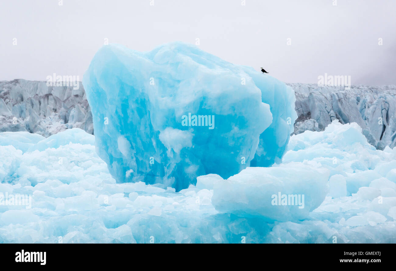 Un labbe parasite sur un iceberg avec un glacier en arrière-plan en Norvège Banque D'Images