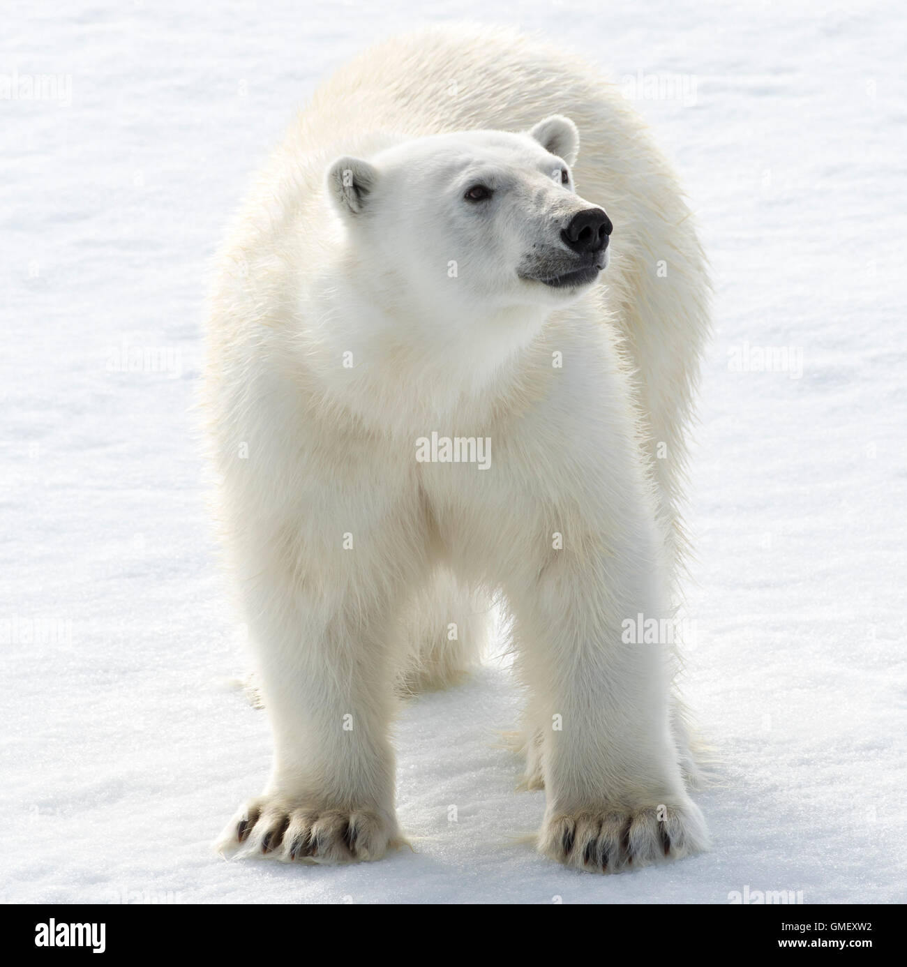 Un grand mâle ours polaire observe avec curiosité sur la glace de mer dans l'Arctique. Banque D'Images